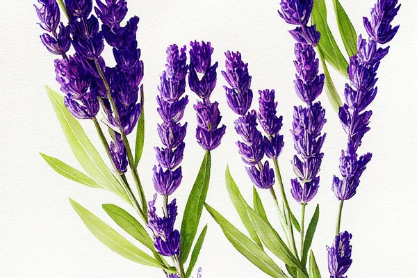 Watercolor illustration of lavender on a white background. Lavandula (common name lavender) is a genus of 47 known species of flowering plants in the mint family, Lamiaceae.