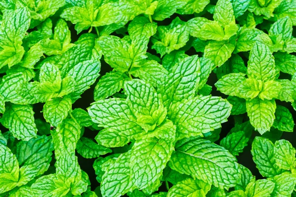 Green Background Fresh Garden Mint — Stock Photo, Image