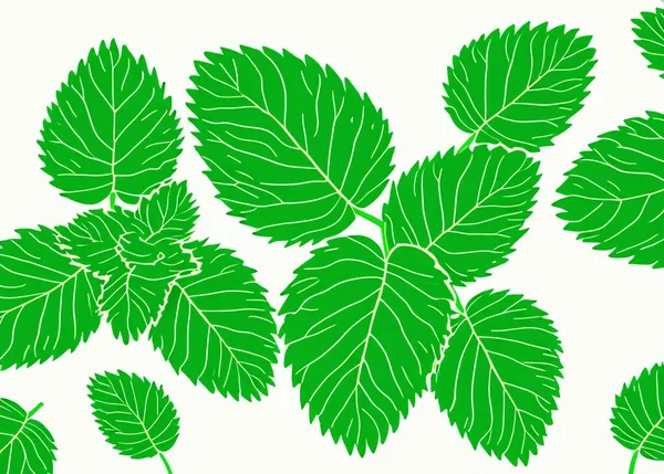 Illustrative Image Mint Leaf Isolated Fresh Mint Leaves Isolated White — Stock Photo, Image