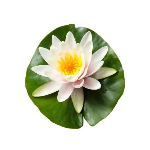 White water lily isolated on white background