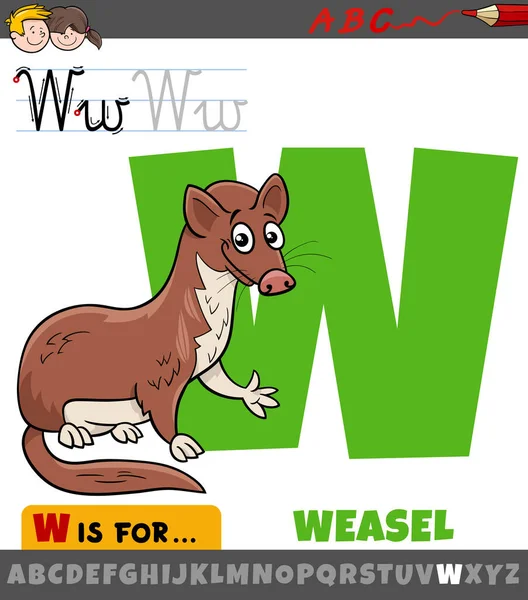 文字Wの教育漫画のイラストからアルファベットとイタチの動物の文字 — ストックベクタ