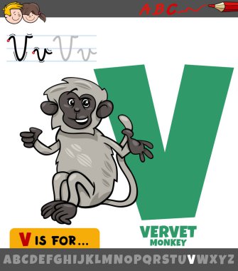 Vervet maymunu hayvan karakterli V harfinin eğitici çizimi.