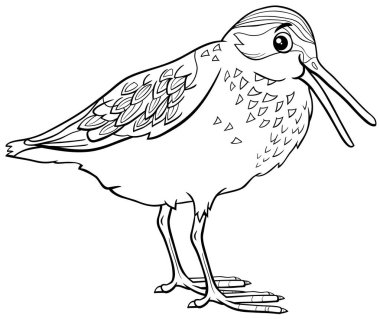 Vahşi hayvan karakteri renklendirme sayfasının komik batı çulluk kuşu çizimi