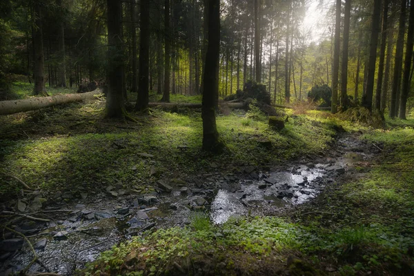 small stream flows through the forest with sun