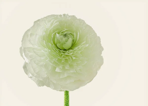 Ανοιχτό Πράσινο Λουλούδι Ενός Ανθισμένου Ranunculus — Φωτογραφία Αρχείου