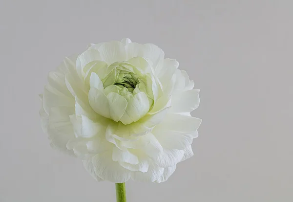 Weiße Blühende Hahnenfuß Blume Auf Einem Stiel — Stockfoto