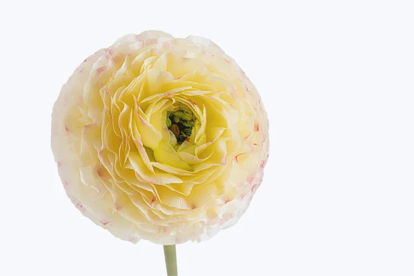 Jaskier Kwiat Żółty Białym Odcieniem Białym Tle — Zdjęcie stockowe