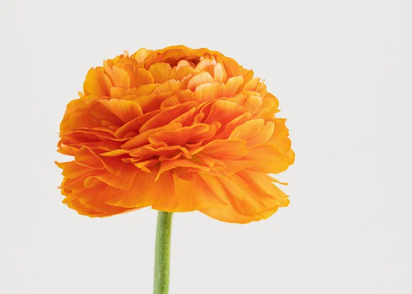 Оранжевое Поле Ranunculus Белом Фоне — стоковое фото