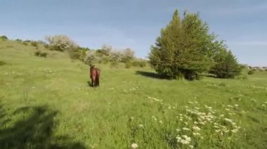 Moldova 'da atı olan kırsal bir çayır.