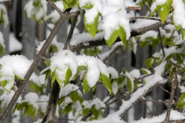 Green Leaves Covered Snow Fall Spring — Stock Photo, Image