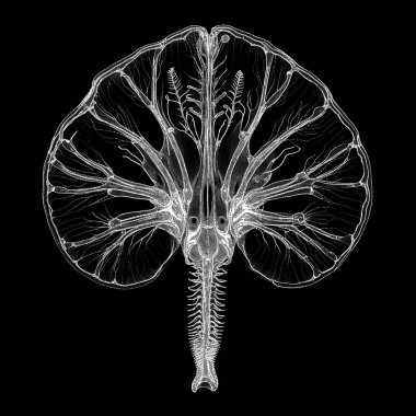 Yaşam formları dizisinin yaratılışı. Dijital sanat, ışık algısı, hayal gücü ve yaratıcılık konularında noktalama işaretinin basitliği ile yakalanan bir yaşam formunun yaratıcılığı..