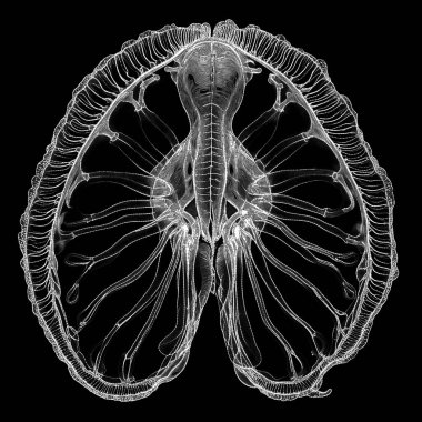 Yaşam formları dizisinin yaratılışı. Teknoloji ve doğanın dijital olarak dijital sanat, ışık algısı, hayal gücü ve yaratıcılık konularında birleşmesi..