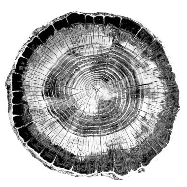 Tao of Life serisi. Dokulardaki organik deformasyonlar. Noktalı çizim. En uygun hale getirilmiş yazdır.