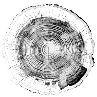 Tao of Life serisi. Doğa, felsefe ve sanat konularında noktalı yorumlama.