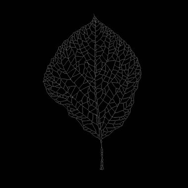 Dead Leaves Catalogue series. Stippling illustration of a skeleton leaf highlighting the beauty in the bare, intricate structures of nature. clipart