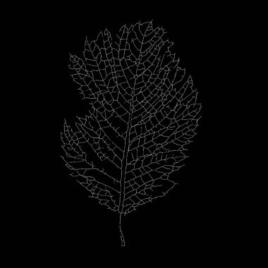 Dead Leaves Katalog serisi. İskelet bir yaprağın benekli çizimi doğanın çıplak ve karmaşık yapılarındaki güzelliği vurguluyor..
