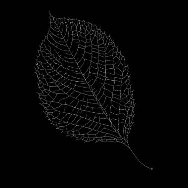 Dead Leaves Catalogue series. Stippling art of a skeleton leaf on the subject of natural forms, fragility, minimalism and design. clipart