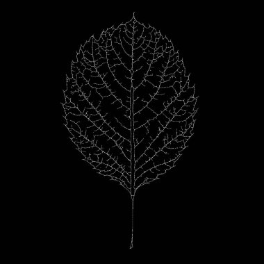 Dead Leaves Katalog serisi. İskelet yaprağının karmaşık ağını gösteren noktalı illüstrasyon.
