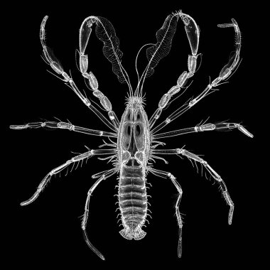 Yaşam formları dizisinin yaratılışı. Sanatsal illüstrasyon, hayal gücü, kompozisyon ve tasarım konularındaki sanat ve dijitalleştirme arasındaki boşluğu keşfederek, tek renkli nokta deseni ile gösterilen bir yaşam formunun arkaplan tasarımı.