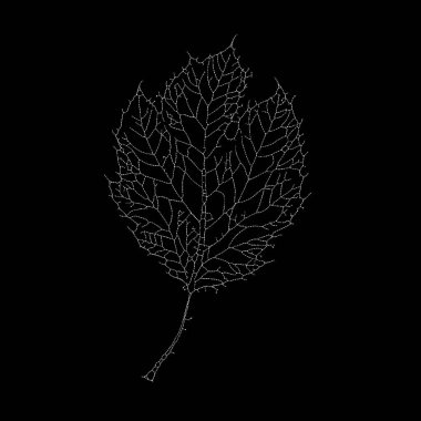 Dead Leaves Katalog serisi. İskelet bir yaprağın benekli çizimi doğanın çıplak ve karmaşık yapılarındaki güzelliği vurguluyor..