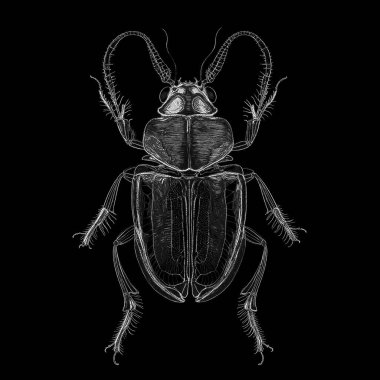 Yaşam formları dizisinin yaratılışı. Bir yaşam formunun noktalı görsel simülasyonundan yapılmış tasarım, dijital sanat, ışık algısı, hayal gücü ve yaratıcılık konularındaki sanat ve dijital kesinliği harmanlıyor..