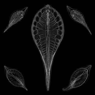 Yaşam formları dizisinin yaratılışı. Bir yaşam formunun noktalı görsel simülasyonundan yapılmış tasarım, dijital sanat, ışık algısı, hayal gücü ve yaratıcılık konularındaki sanat ve dijital kesinliği harmanlıyor..