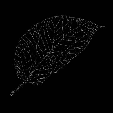 Dead Leaves Katalog serisi. Bir iskelet yaprağının benekli tasviri, varlıkla yokluk arasındaki ince çizgiye odaklanıyor..