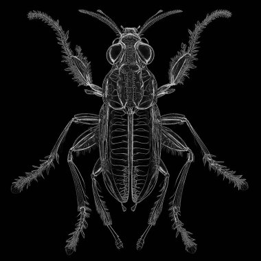 Yaşam formları dizisinin yaratılışı. Bir yaşam formunun hassas yapısının etkileşimi sanatsal illüstrasyon, hayal gücü, kompozisyon ve tasarım konularında hassas nokta yerleştirmesiyle hayata geçirildi..