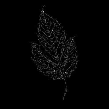Dead Leaves Katalog serisi. Bir iskelet yaprağının kırılgan ve detaylı kalıplarına odaklanmış noktalama tasviri.