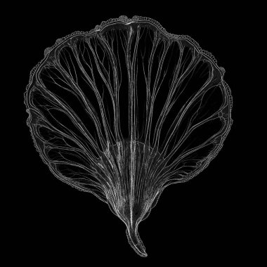 Yaradılış serisinin yaşam formları. Bir yaşam formunun özünü dijital sanat, ışık algısı, hayal gücü ve yaratıcılık konularındaki piksele benzer noktalarla yakalayan bir resim..