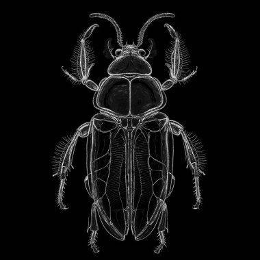 Yaşam formları dizisinin yaratılışı. Sanatsal illüstrasyon, hayal gücü, kompozisyon ve tasarım konularındaki sanat ve dijital hassasiyeti harmanlayan noktalı görsel bir simülasyon..