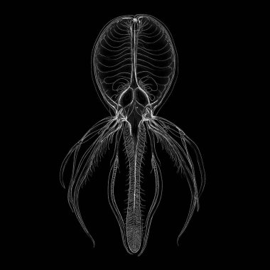 Yaşam formları dizisinin yaratılışı. Bir yaşam formunun hassas yapısının etkileşimi dijital sanat, ışık algısı, hayal gücü ve yaratıcılık konularına hassas nokta yerleştirme ile hayata geçirildi..