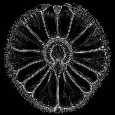 Yaşam formları dizisinin yaratılışı. Sanatsal illüstrasyon, hayal gücü, kompozisyon ve tasarım konularındaki noktalardan oluşan bir matrisin oluşturduğu bir yaşam formu siluetinin kavramsal sanat parçasının kompozisyonu.