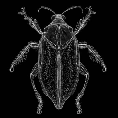 Yaradılış serisinin yaşam formları. Dijital sanat, ışık algısı, hayal gücü ve yaratıcılık konularında doğayı dijital sanatla tasvir eden, noktacı bir tarzda yapılmış soyut bir yaşam formu..