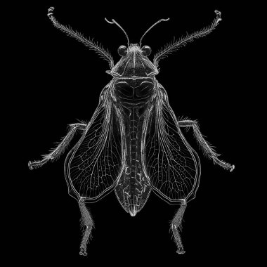 Yaradılış serisinin yaşam formları. Sanatsal illüstrasyon, hayal gücü, kompozisyon ve tasarım konularındaki siyah mürekkep noktalarının sistematik düzenlenmesiyle yaratılmış grafiksel bir yaşam formunun arkaplan kompozisyonu.