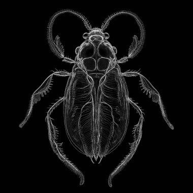 Yaşam formları dizisinin yaratılışı. Dijital sanat, ışık algısı, hayal gücü ve yaratıcılık konularındaki noktalama işaretleriyle bir yaşam formunun hareketini özetleyen bir sanat parçasından oluşan tasarım..