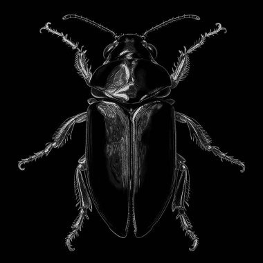 Yaradılış serisinin yaşam formları. Sanatsal illüstrasyon, hayal gücü, kompozisyon ve tasarım üzerine dijital nokta koyma tekniğiyle tasarlanmış klasik yaşam formu tasvirinin modern bir arka plan tasarımı.