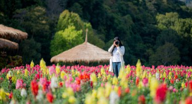 Asyalı turistler Tayland 'ın kuzeyindeki bir çiçek bahçesinde fotoğraf çekiyorlar. Doi Ang Khang 'daki güzel çiçek bahçesi, Chiang Mai, Tayland.