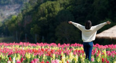 Asyalı turistler Tayland 'ın kuzeyindeki bir çiçek bahçesinde fotoğraf çekiyorlar. Doi Ang Khang 'daki güzel çiçek bahçesi, Chiang Mai, Tayland.