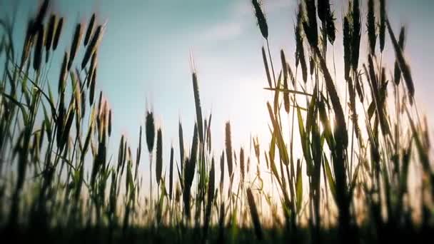 Ears Wheat Field Sunset Background — стоковое видео
