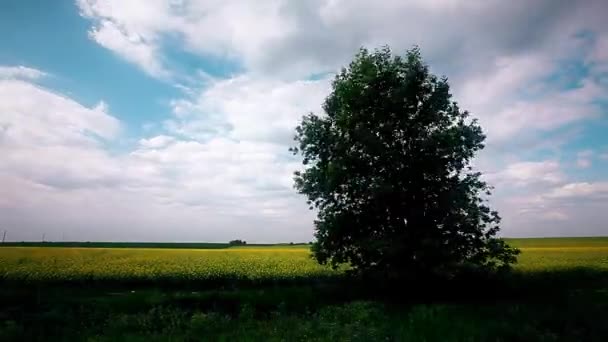 Summer Landscape Timelapse Steppe Cloudy Sky — Stock Video