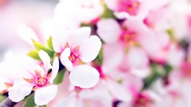Розовые Вишневые Цветы Цветут Весной — стоковое видео