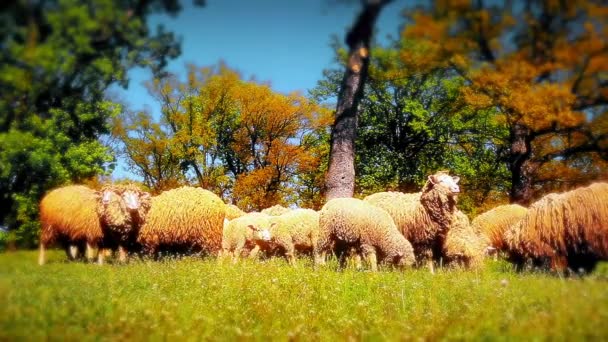 緑の牧草地をかすめる羊の群れ — ストック動画
