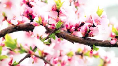 ilkbaharda çiçek açan kiraz pembe çiçekler