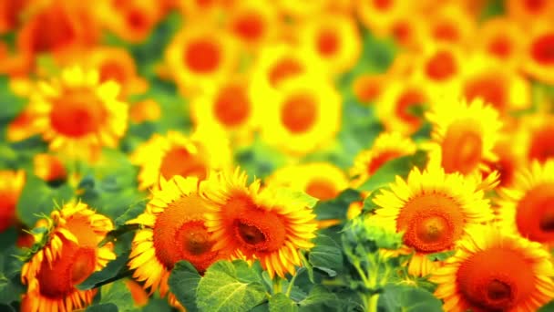 Sommer Landschaft Feld Von Sonnenblumen Hintergrund — Stockvideo