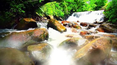 Ormandaki dağ deresi