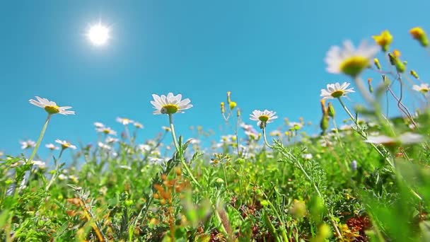 Квітучі Ромашкові Поля Фоні Блакитного Неба — стокове відео