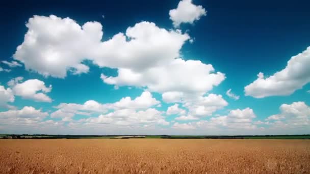 밀밭과 구름낀 — 비디오