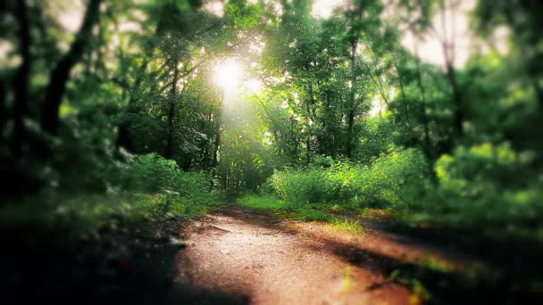 Φως Του Ήλιου Μέσα Από Δέντρα Του Δάσους — Αρχείο Βίντεο