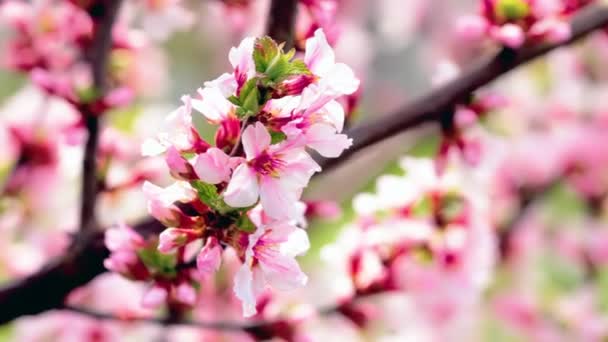 Cherry Roze Bloemen Bloeien Lente — Stockvideo
